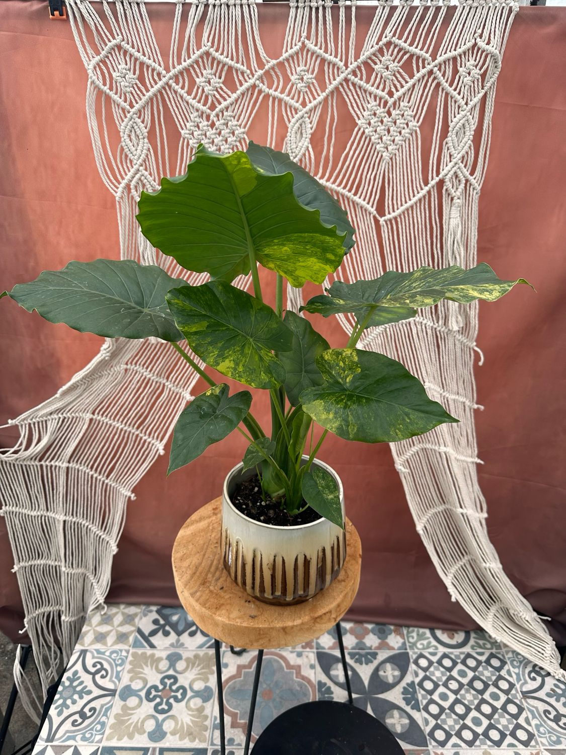 Alocasia gageana Aurea XL #3