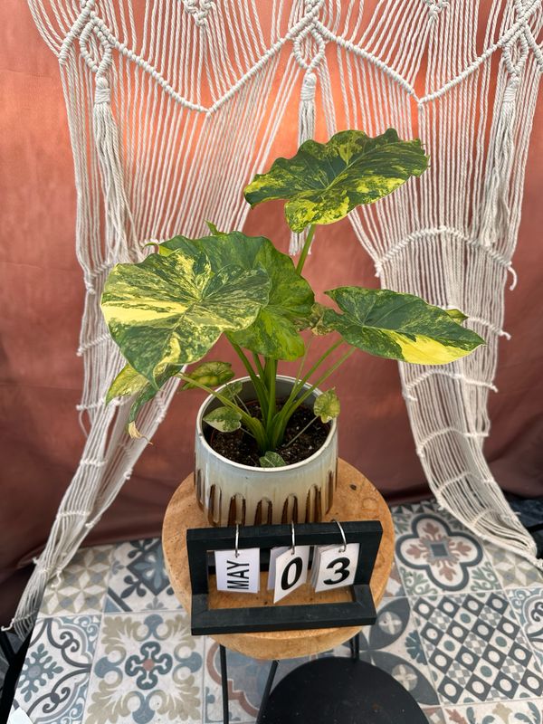 Alocasia gageana Aurea XL #3