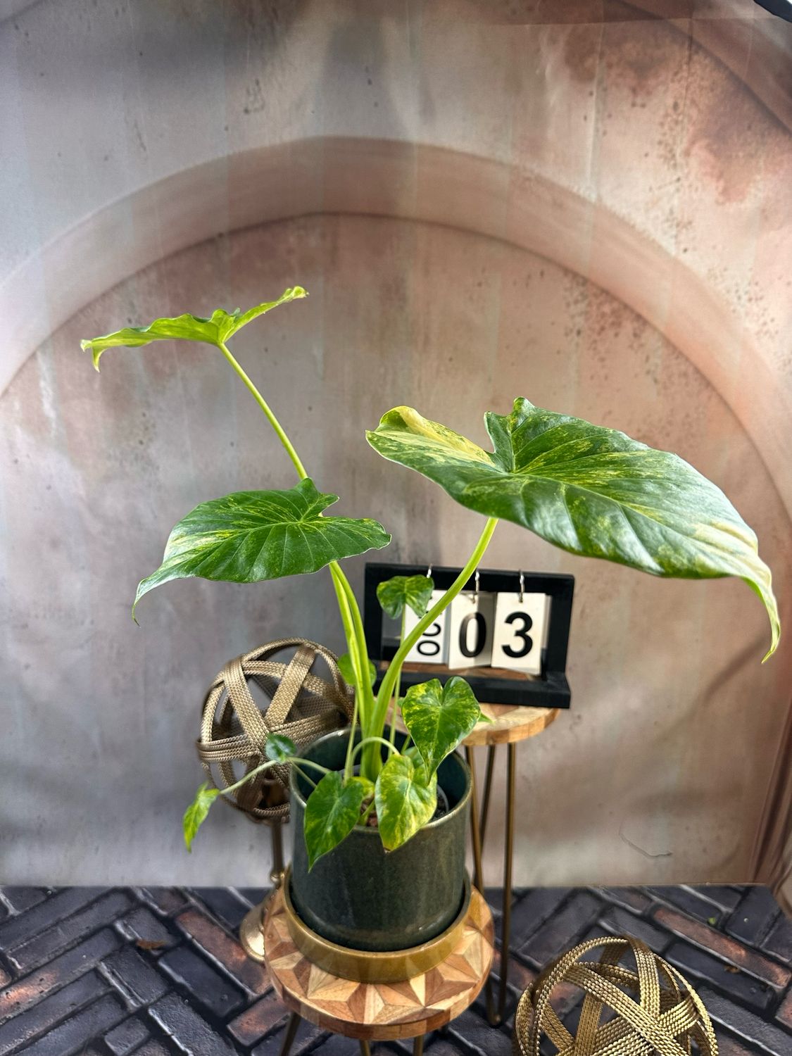 Alocasia gageana Aurea XL #3 Alocasia gageana Aurea XL #3