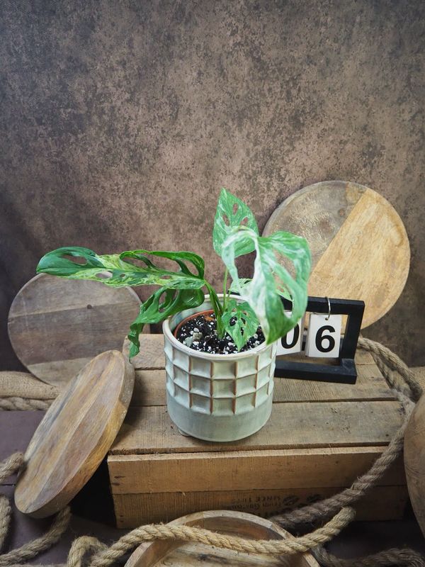 Monstera Indonesian Marble #6
