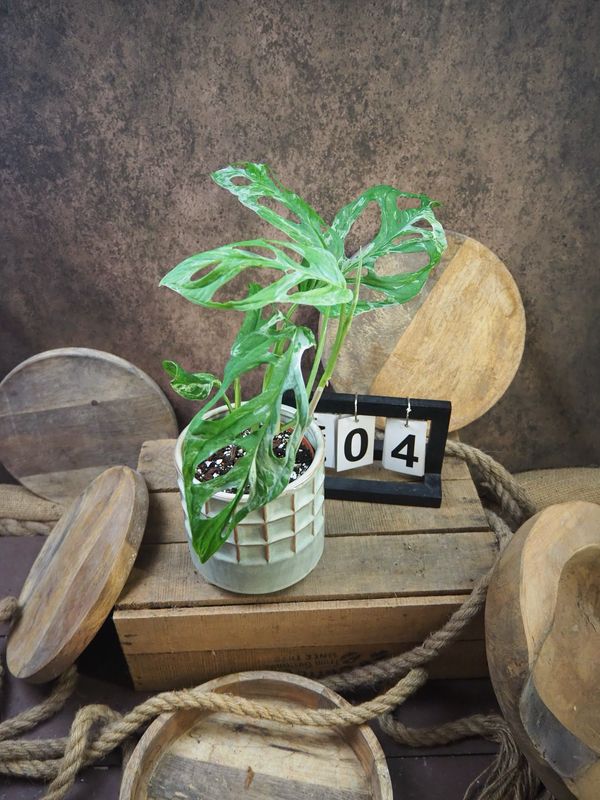 Monstera Indonesian Marble #4