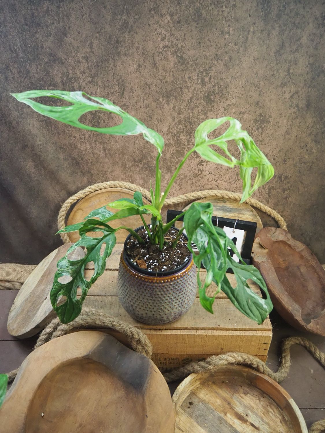 Monstera Indonesian Marble #4
