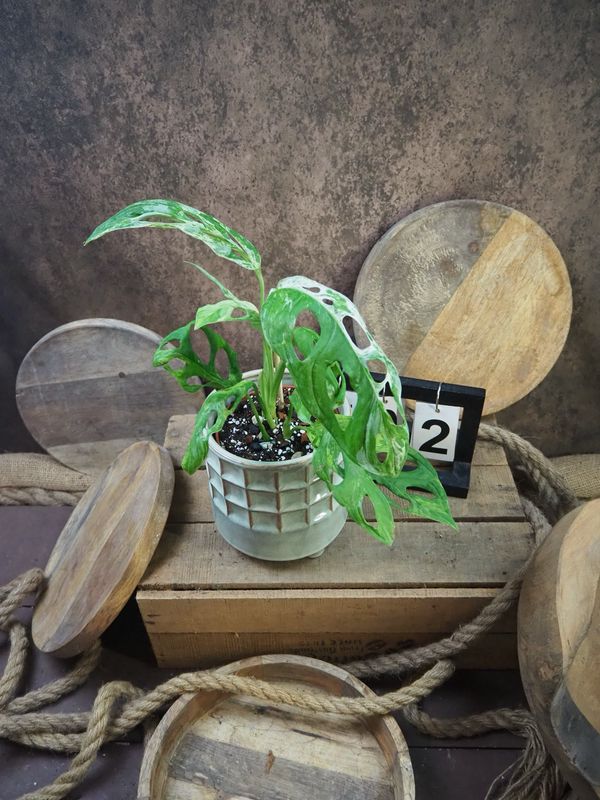 Monstera Indonesian Marble #2