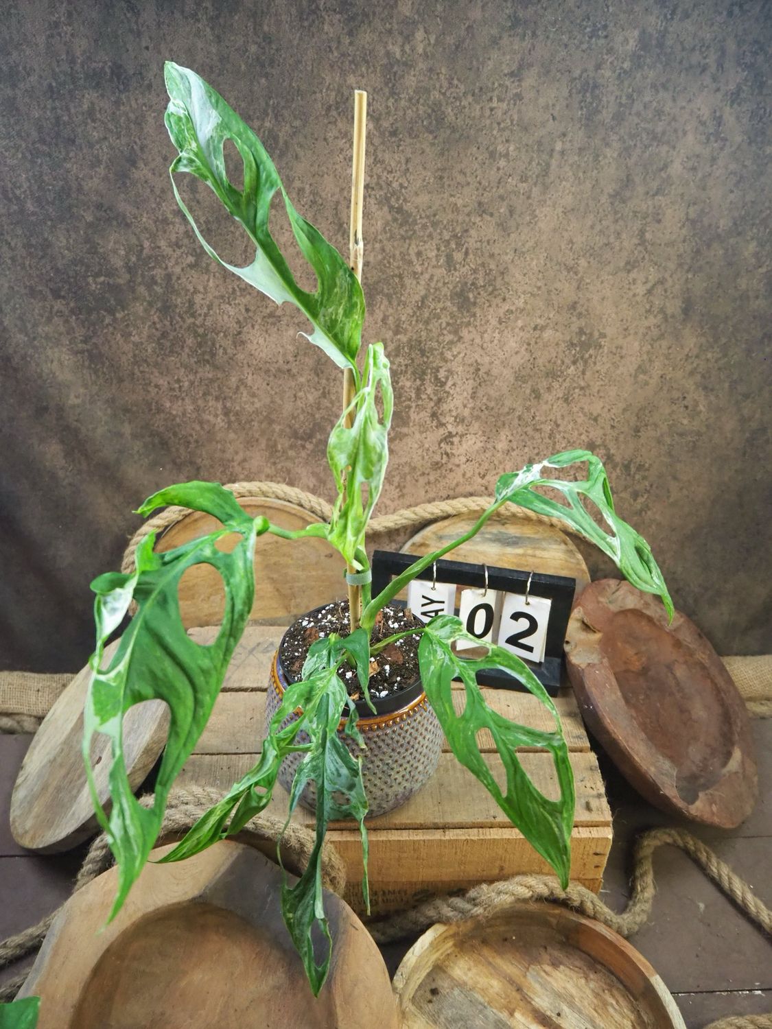 Monstera Indonesian Marble #2