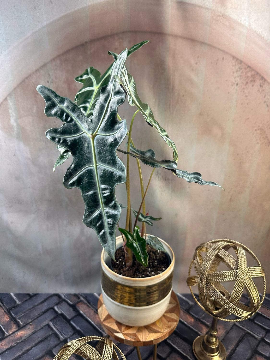 Alocasia Sanderiana Nobilis