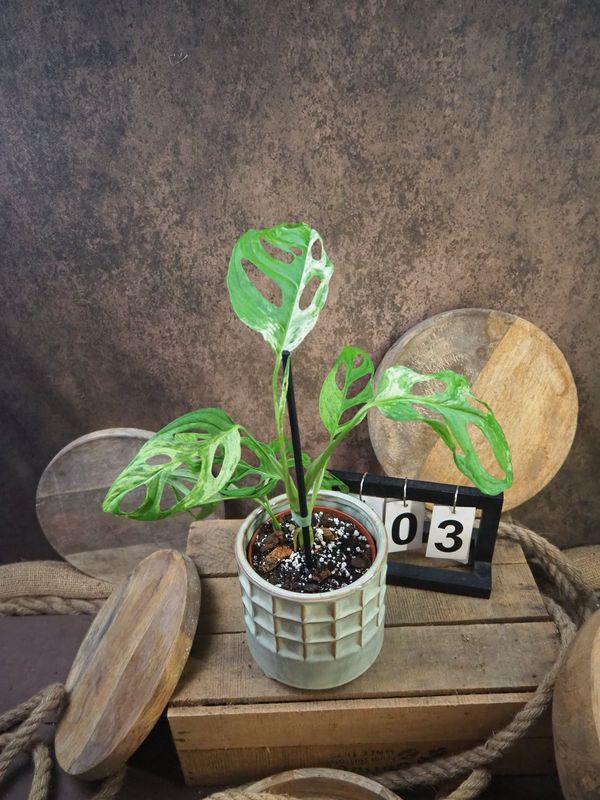Monstera Indonesian Marble #3