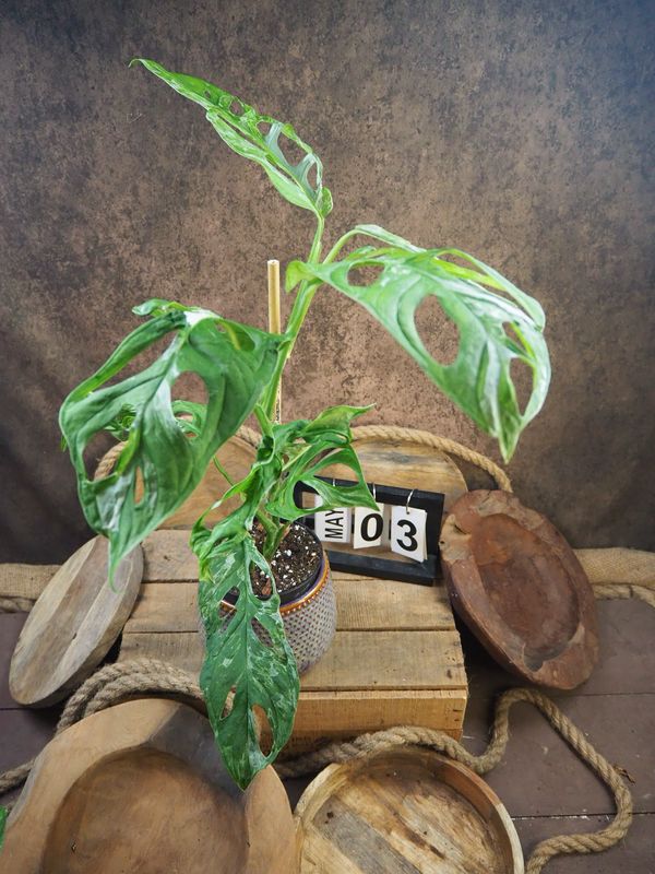 Monstera Indonesian Marble #3