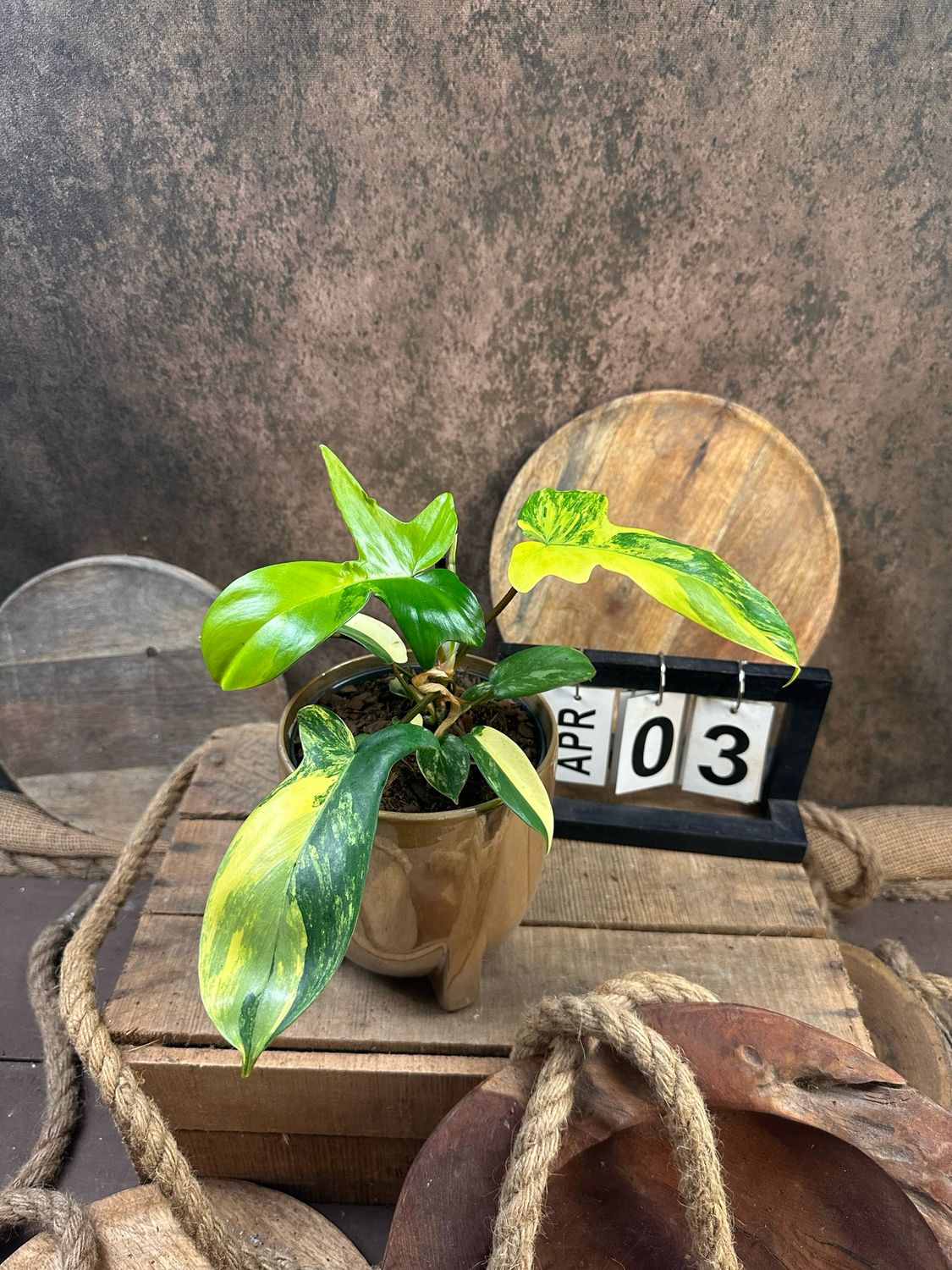 Philodendron Florida Beauty #M3