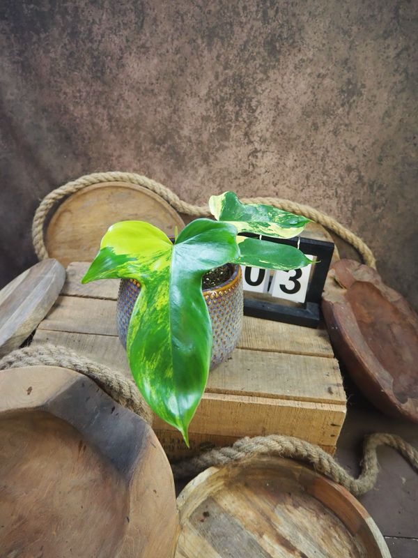 Philodendron Florida Beauty #M3