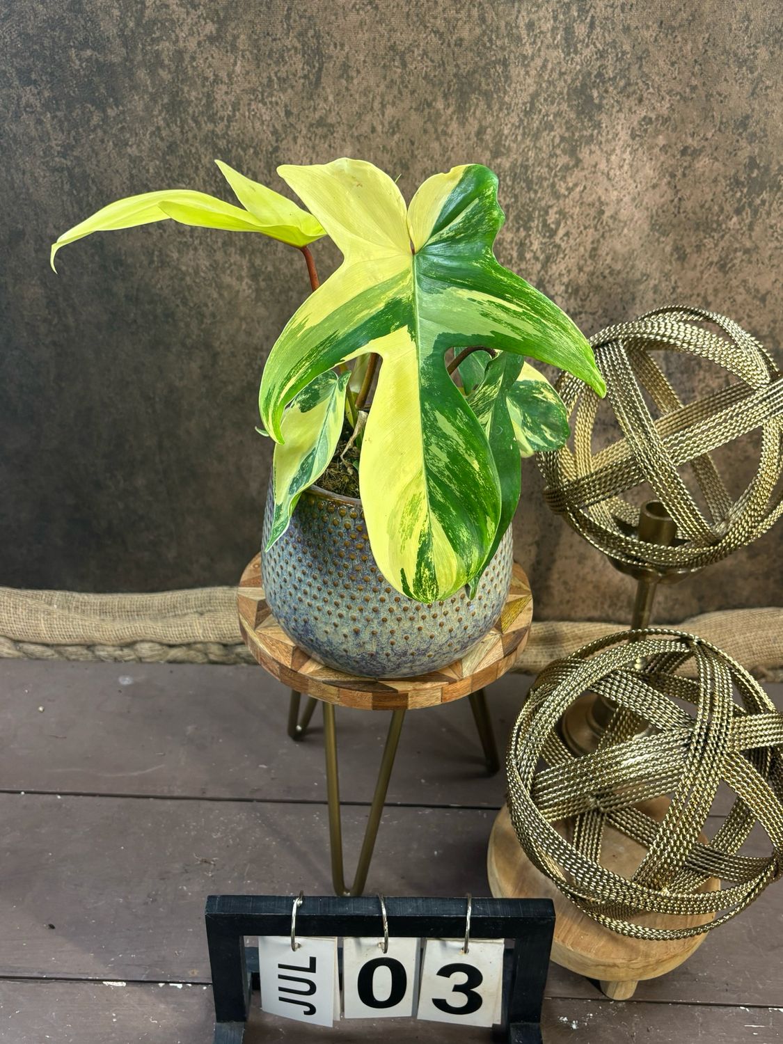 Philodendron Florida Beauty #M3 Philodendron Florida Beauty #M3