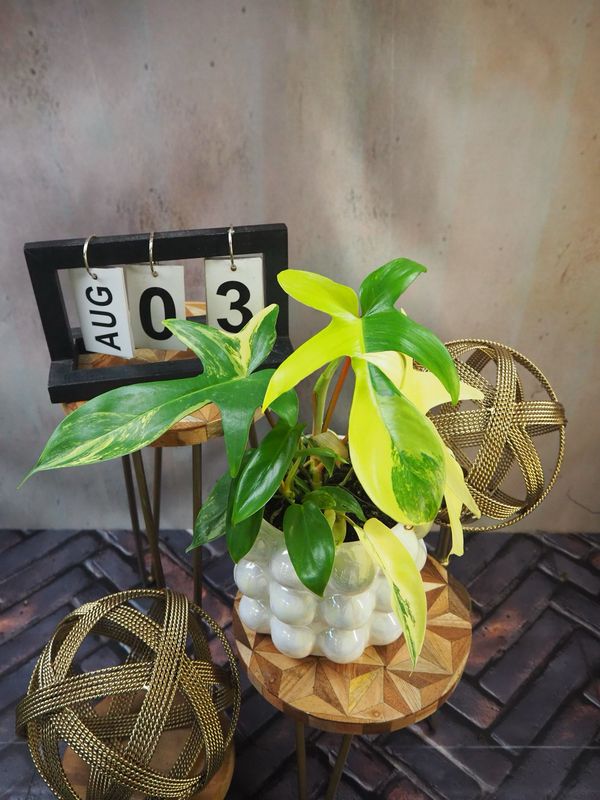 Philodendron Florida Beauty #M3