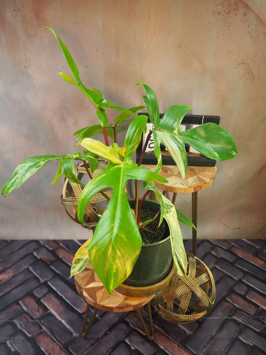 Philodendron Florida Beauty #M3 Philodendron Florida Beauty #M3