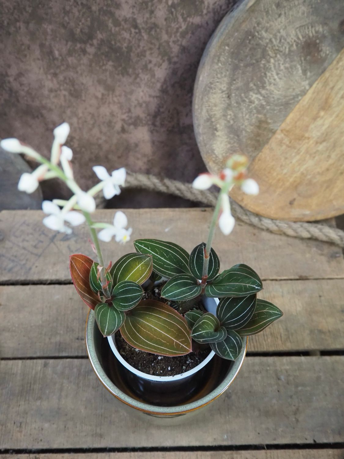 Juwelorchidee - Ludisia Discolor