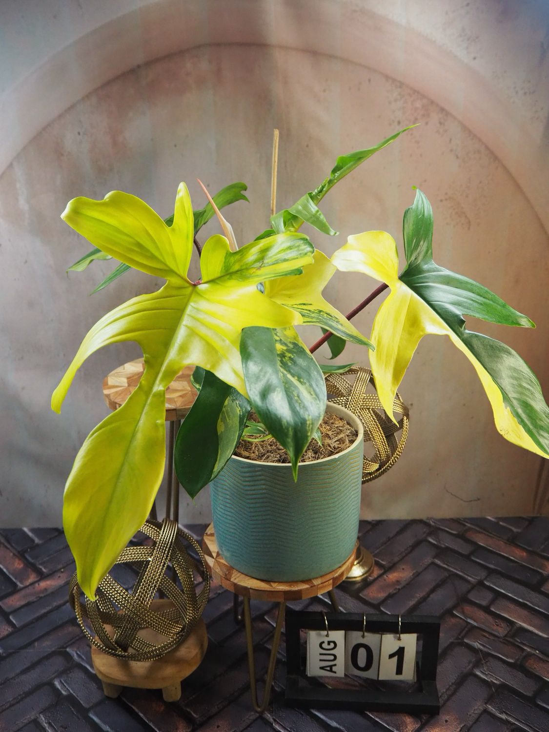 Philodendron Florida Beauty Philodendron Florida Beauty