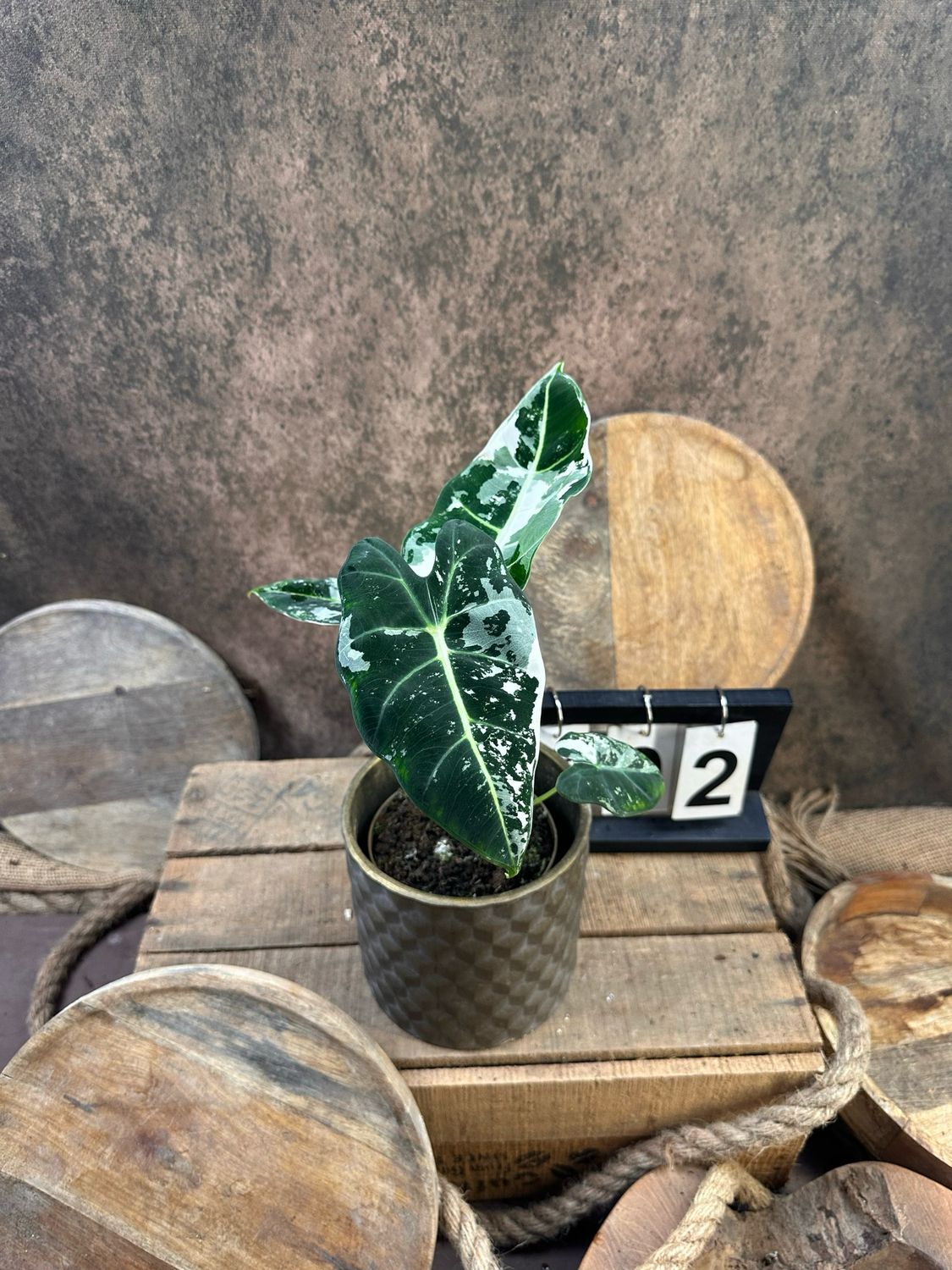 Alocasia Frydek Variegata #2