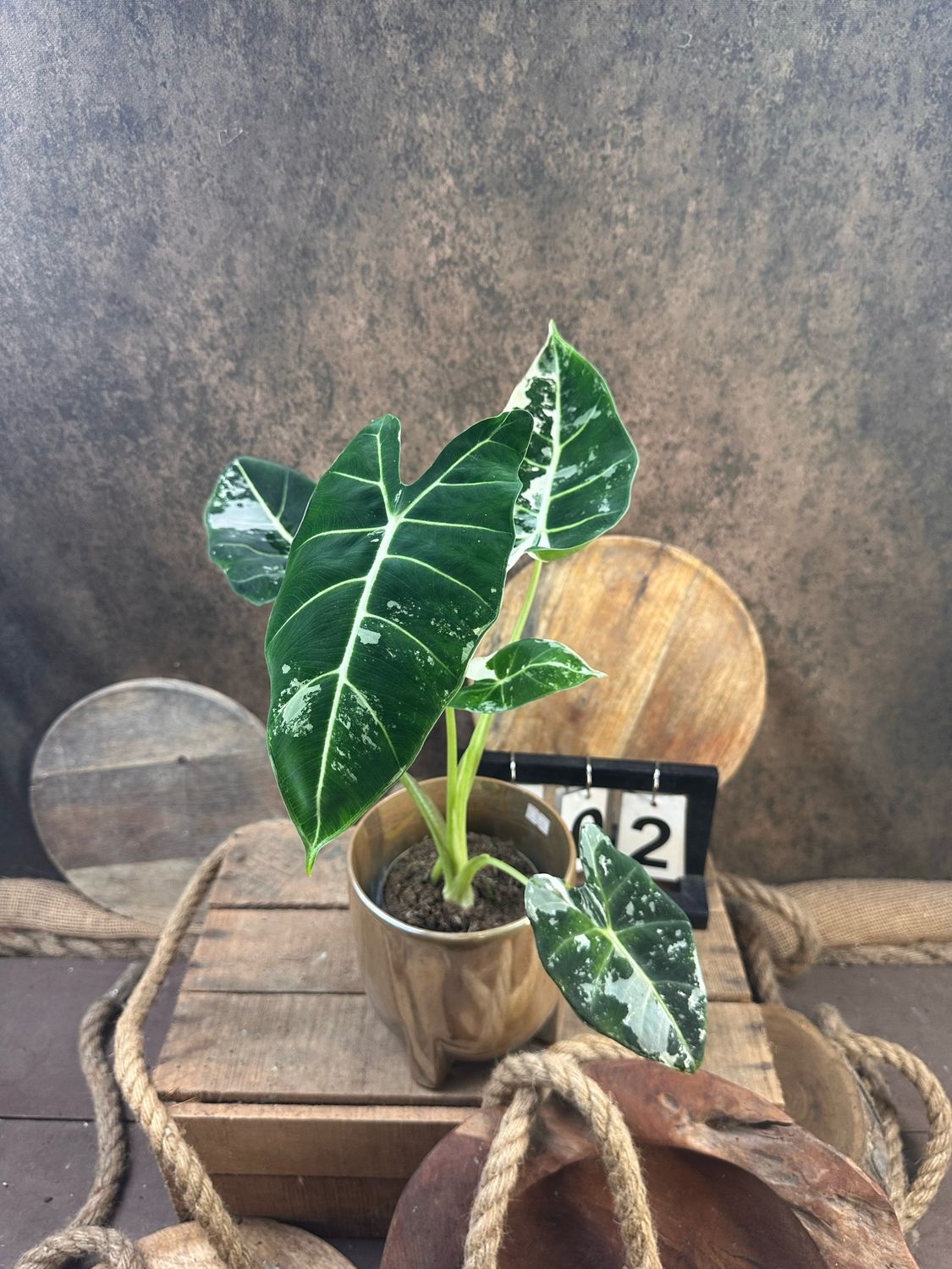 Alocasia Frydek Variegata #2