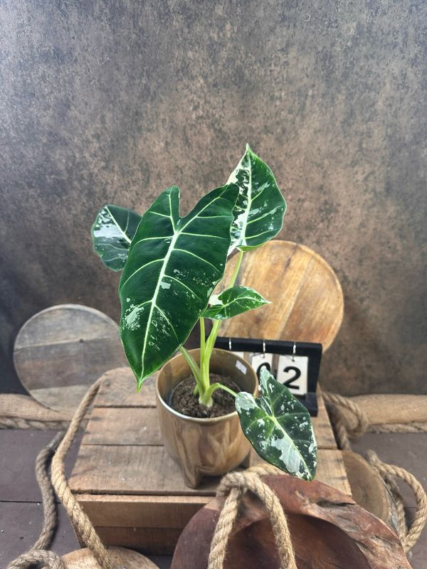 Alocasia Frydek Variegata #2 Alocasia Frydek Variegata #2