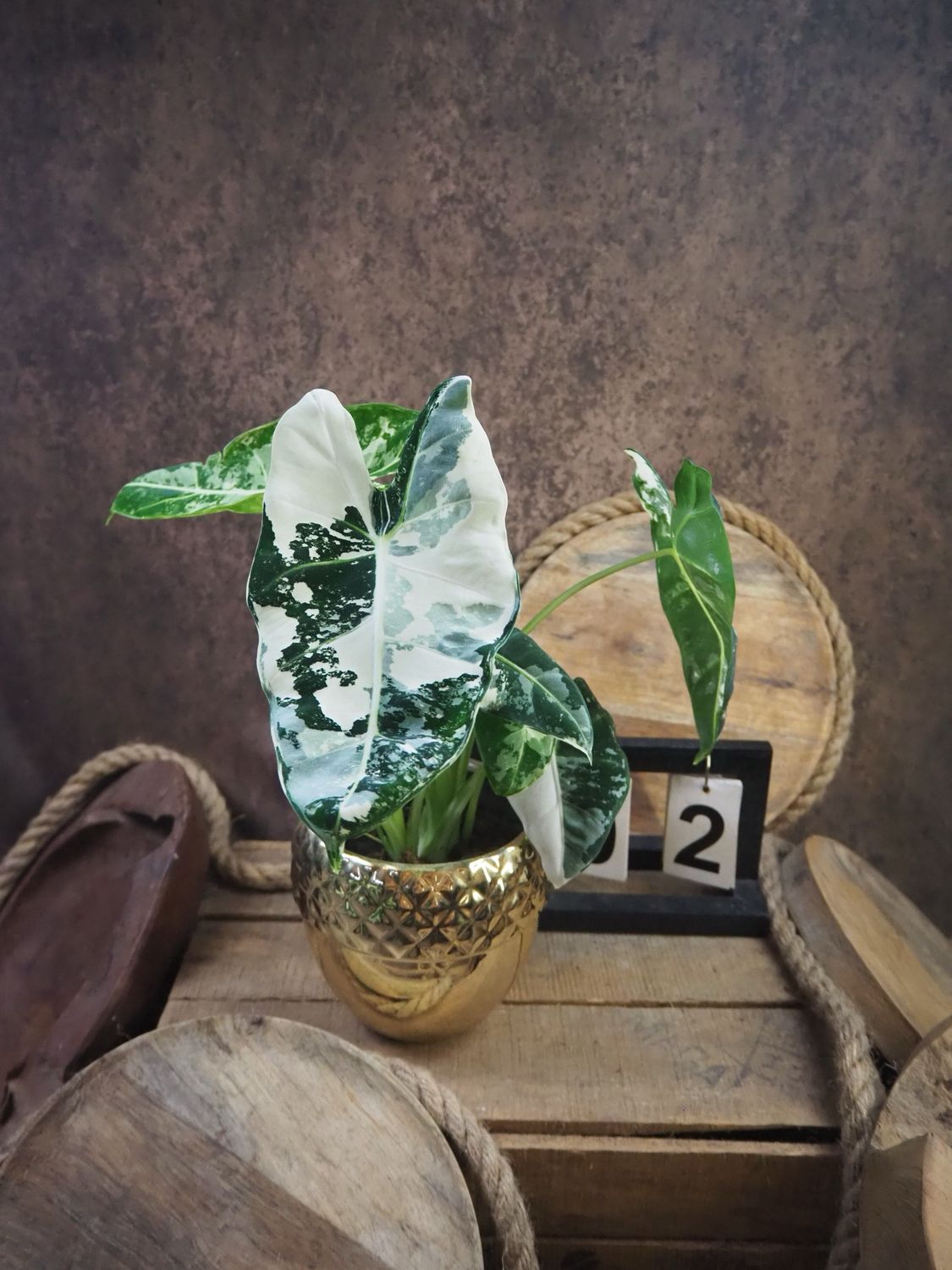 Alocasia Frydek Variegata #2