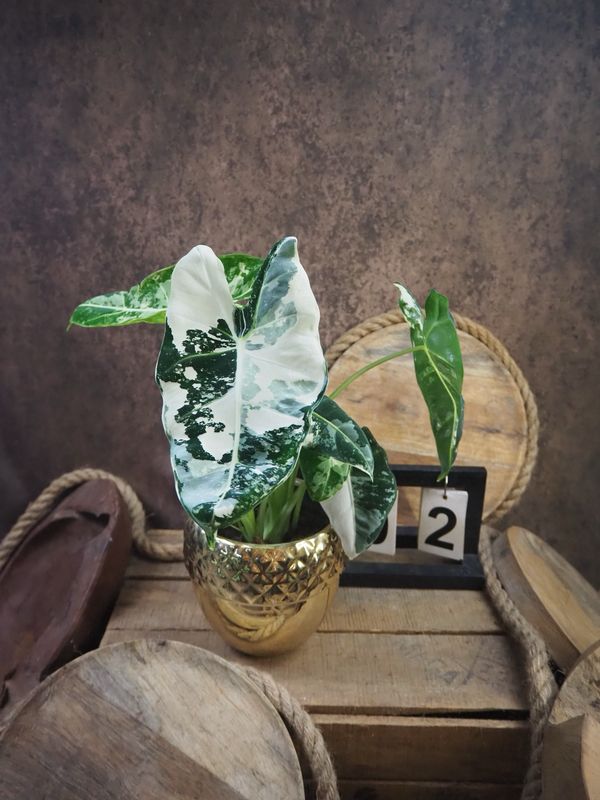 Alocasia Frydek Variegata #2
