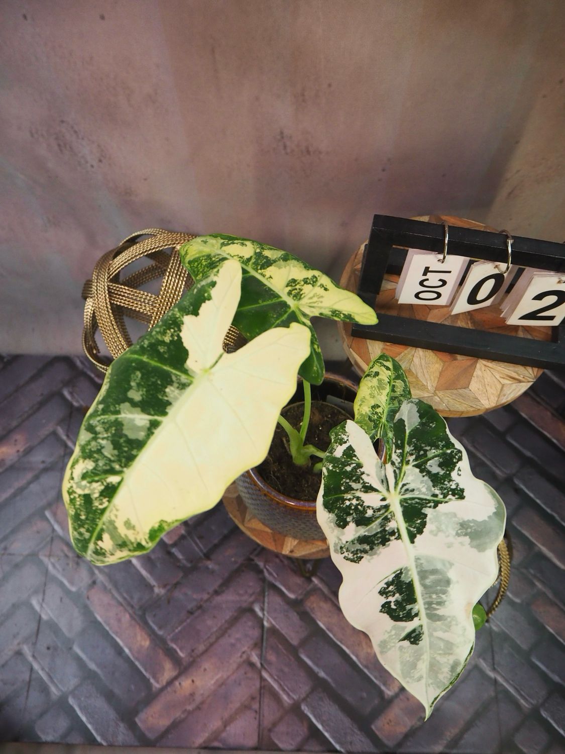 Alocasia Frydek Variegata #2