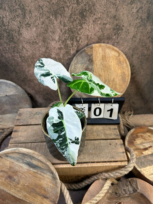 Alocasia Frydek Variegata #1