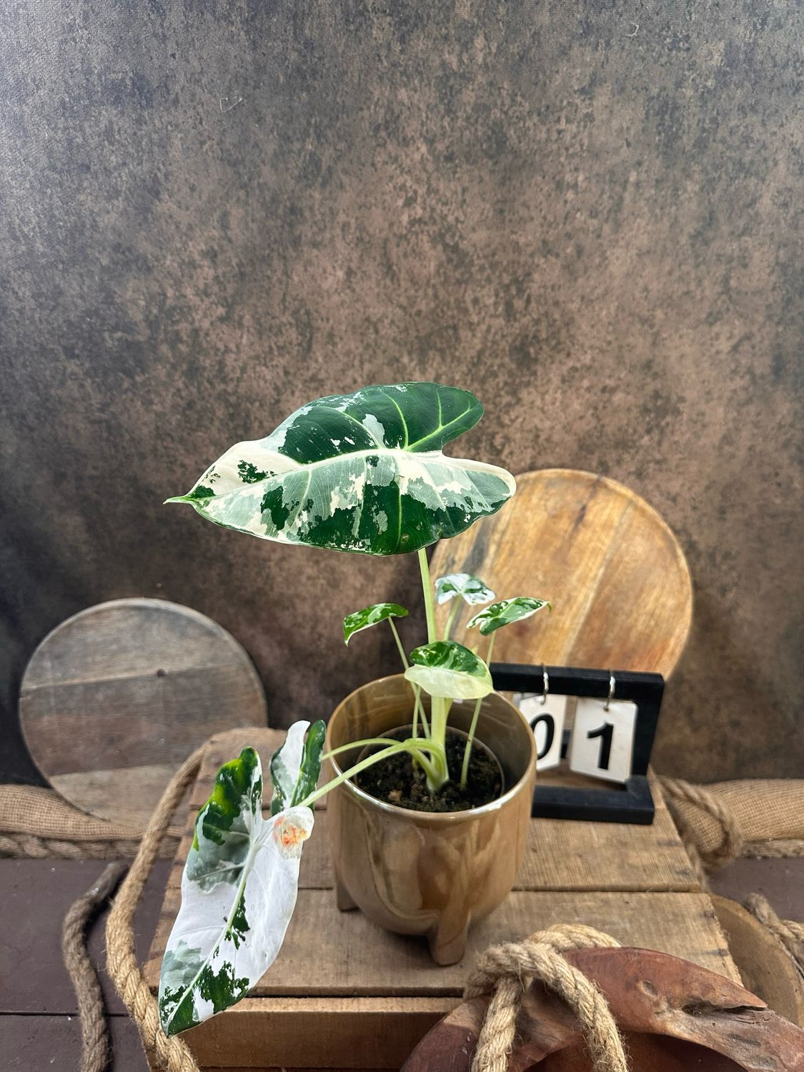 Alocasia Frydek Variegata #1 Alocasia Frydek Variegata #1