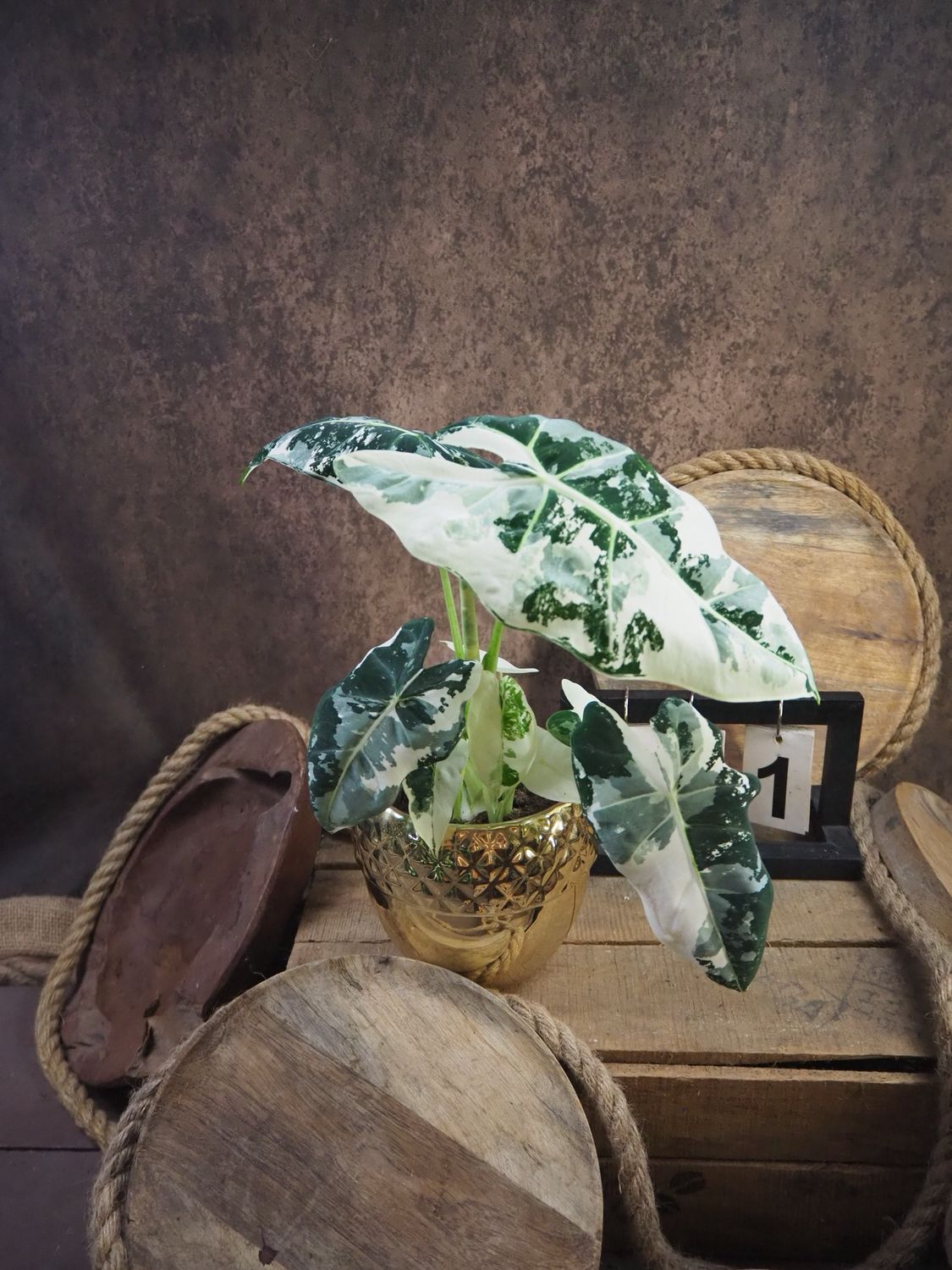 Alocasia Frydek Variegata #1