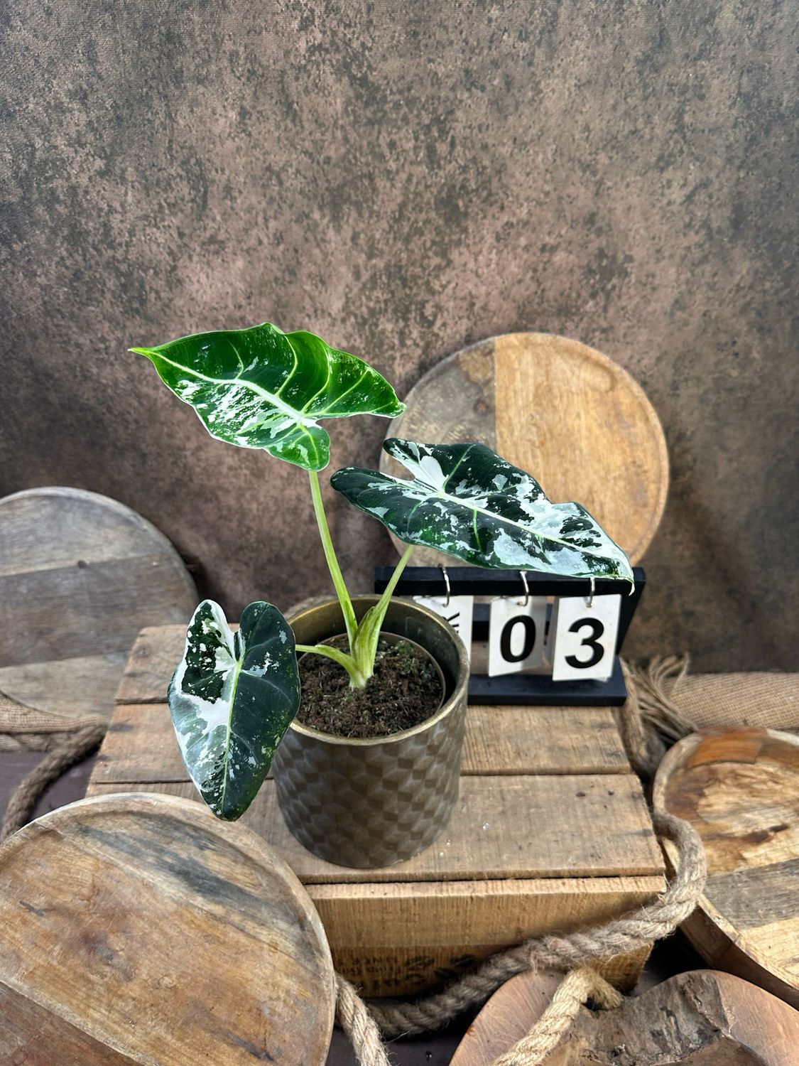Alocasia Frydek Variegata #3