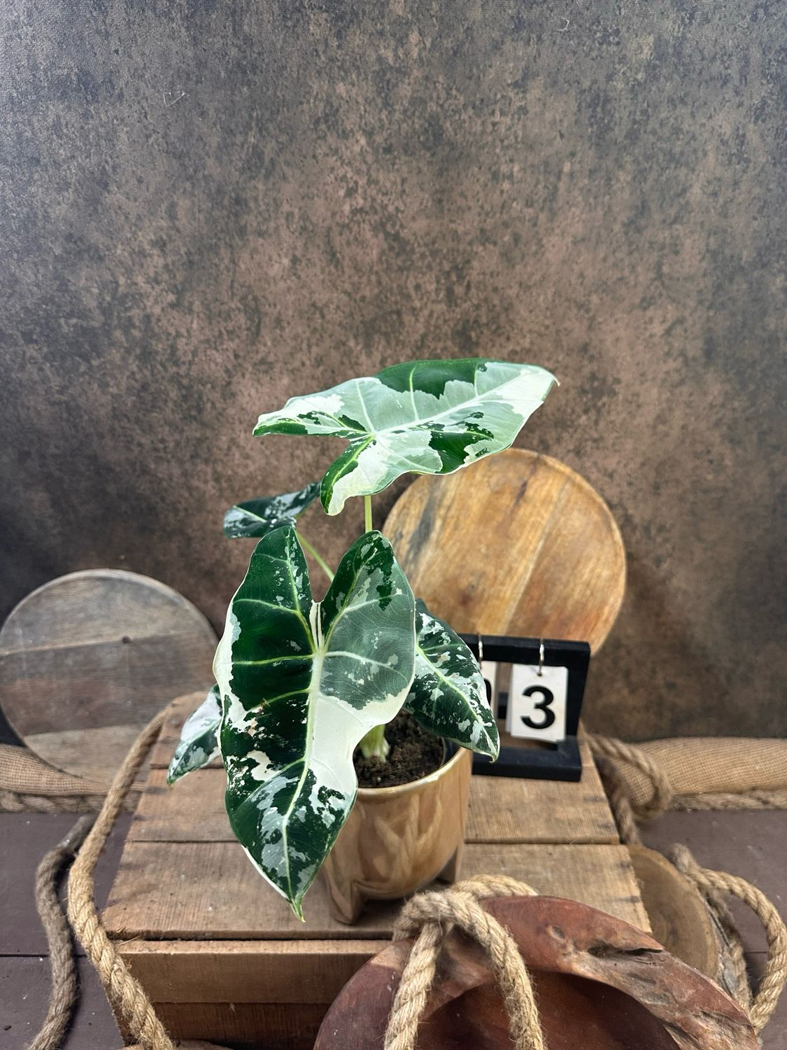 Alocasia Frydek Variegata #3 Alocasia Frydek Variegata #3