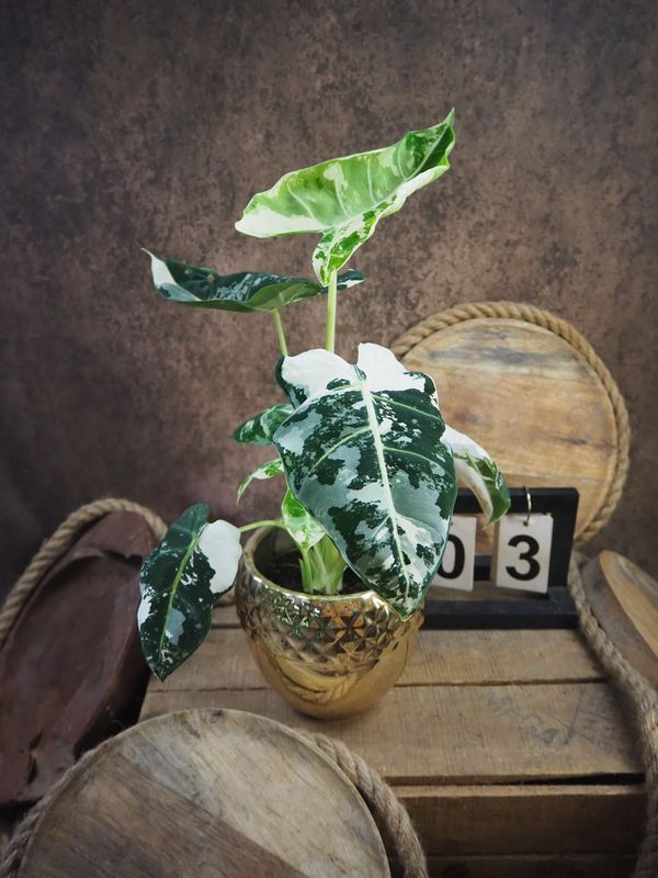Alocasia Frydek Variegata #3