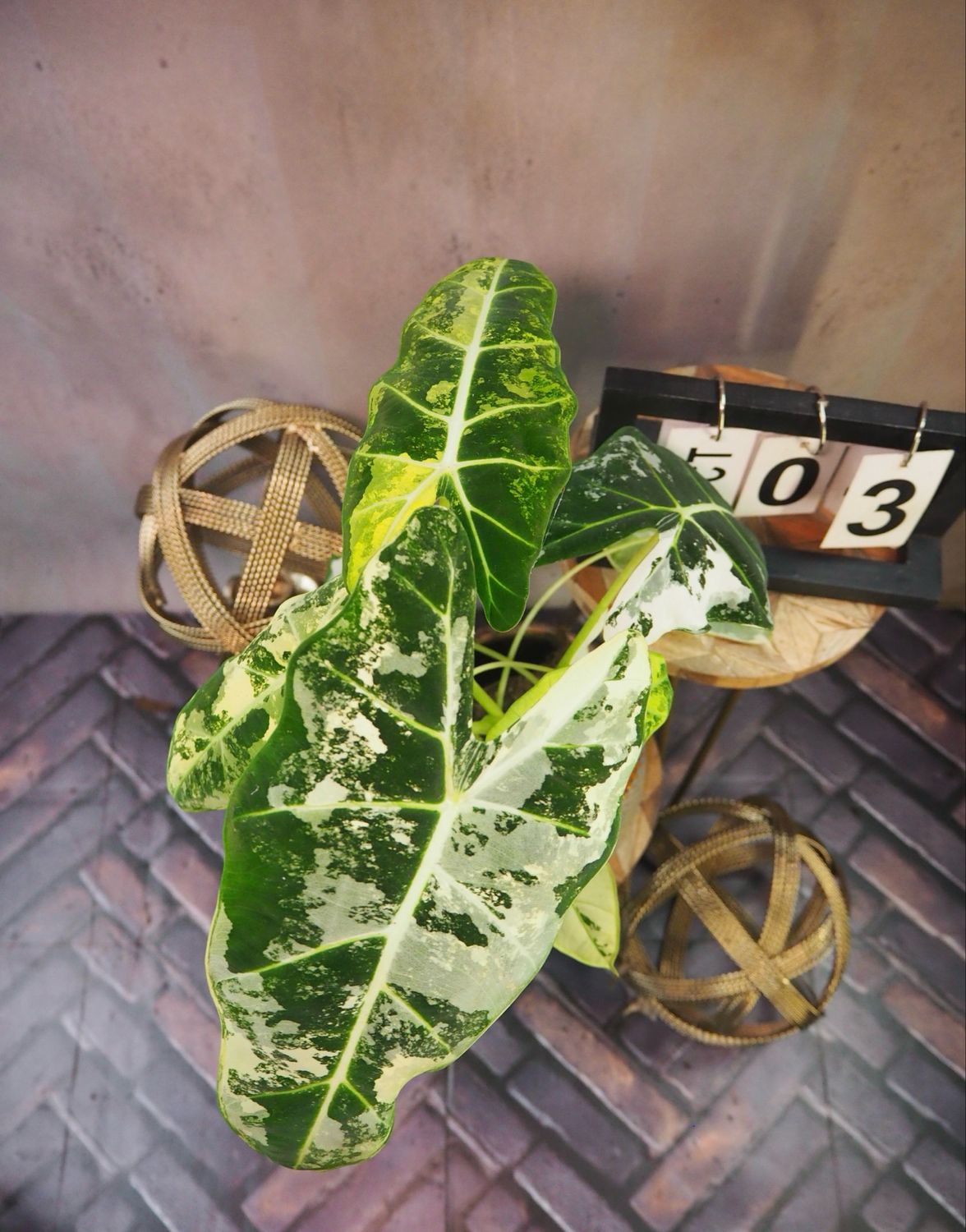Alocasia Frydek Variegata #3