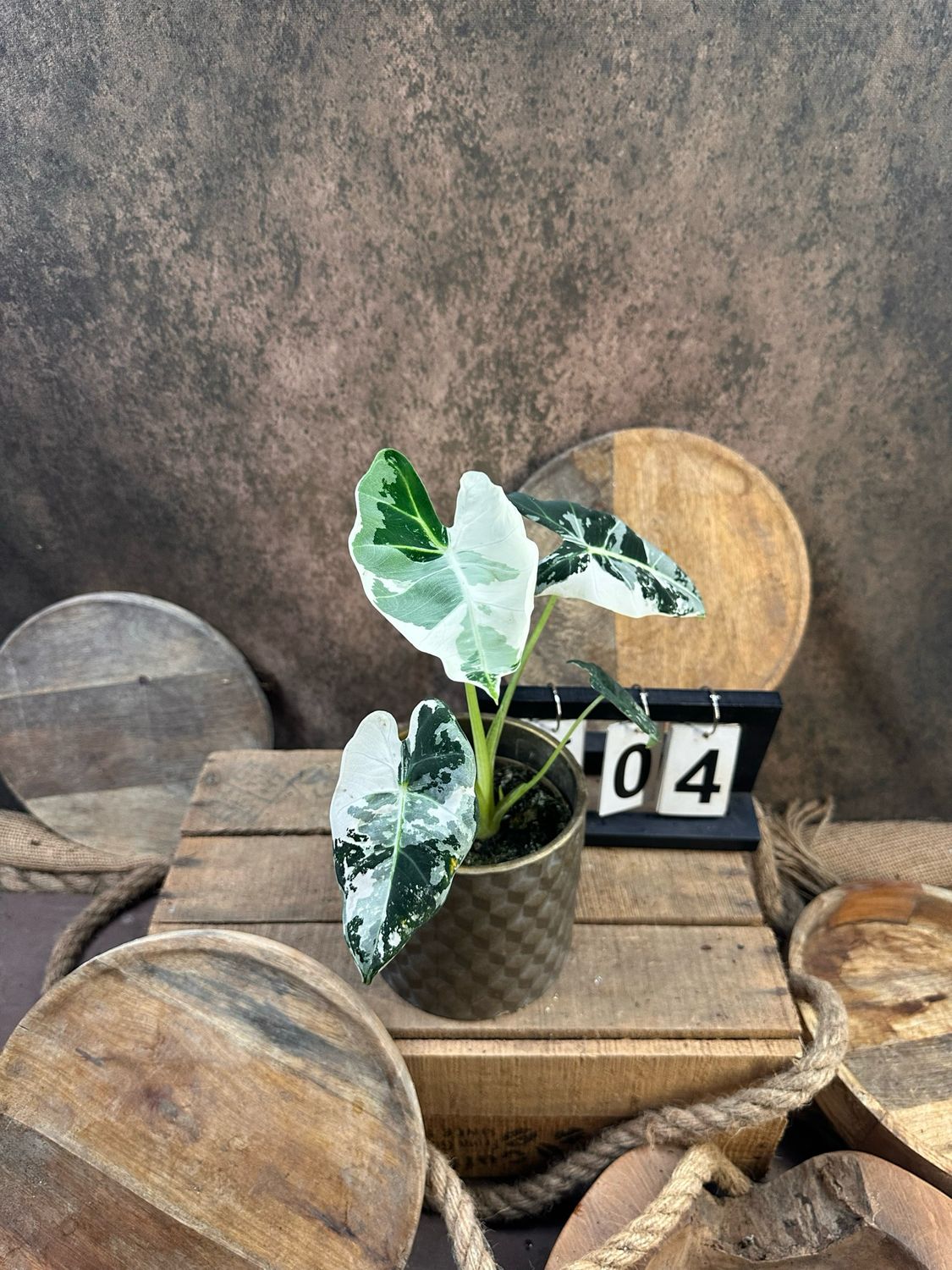 Alocasia Frydek Variegata #4