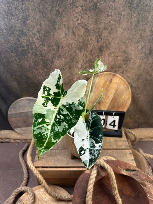 Alocasia Frydek Variegata #4 Alocasia Frydek Variegata #4