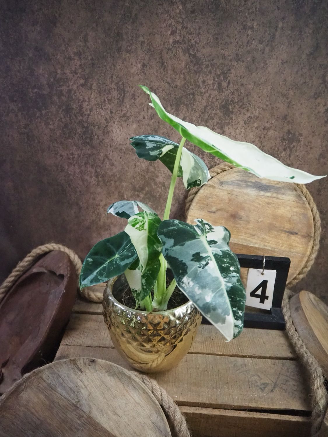 Alocasia Frydek Variegata #4