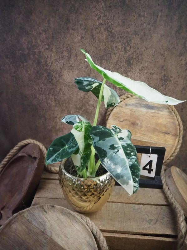 Alocasia Frydek Variegata #4