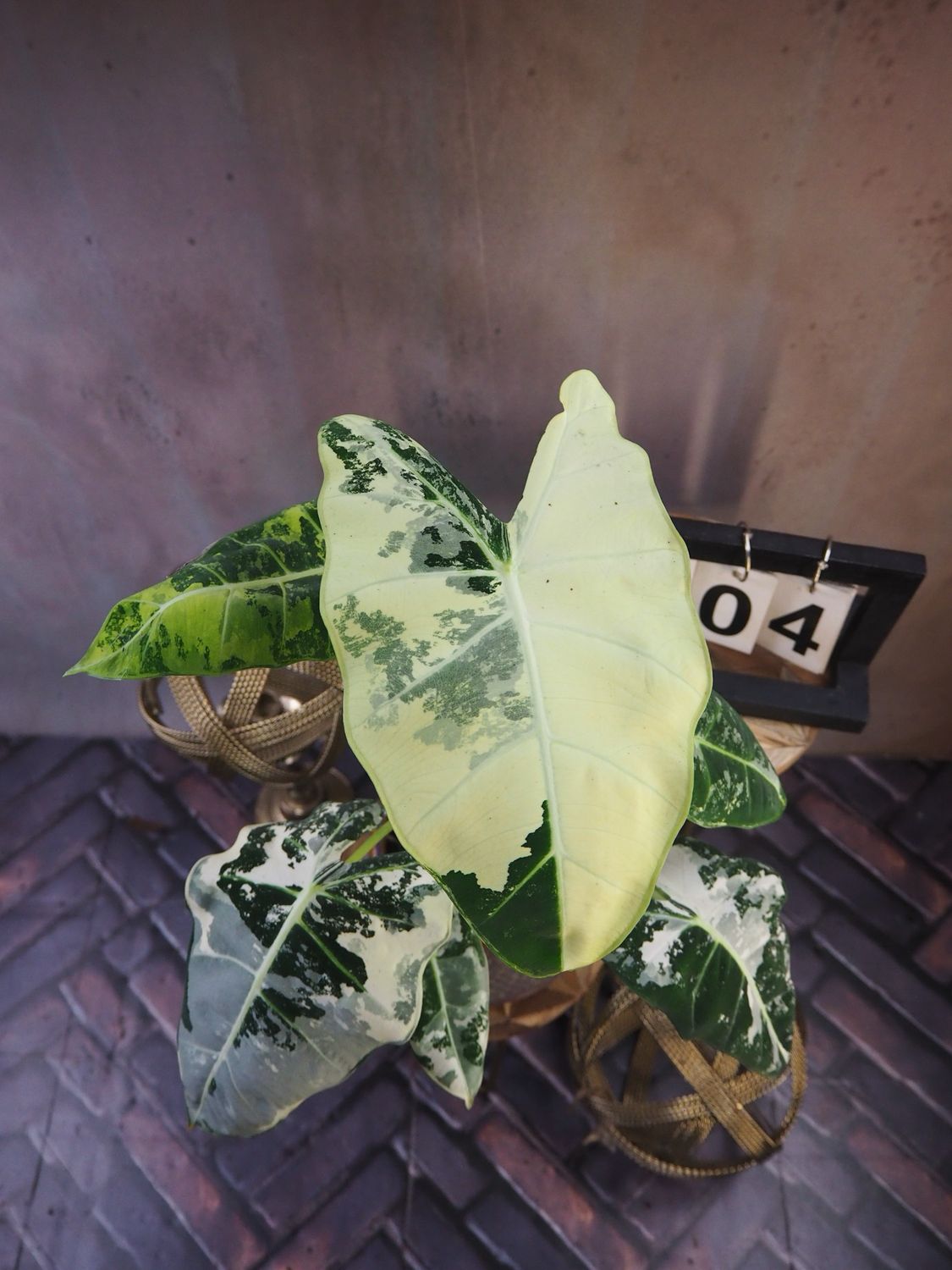 Alocasia Frydek Variegata #4