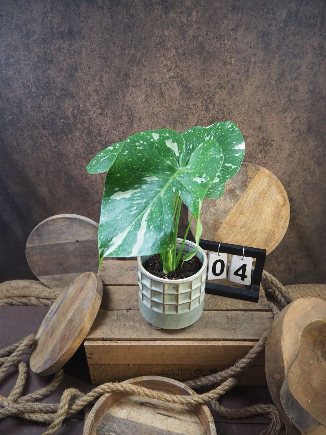 Monstera Thai Constellation S #4 Monstera Thai Constellation S #4