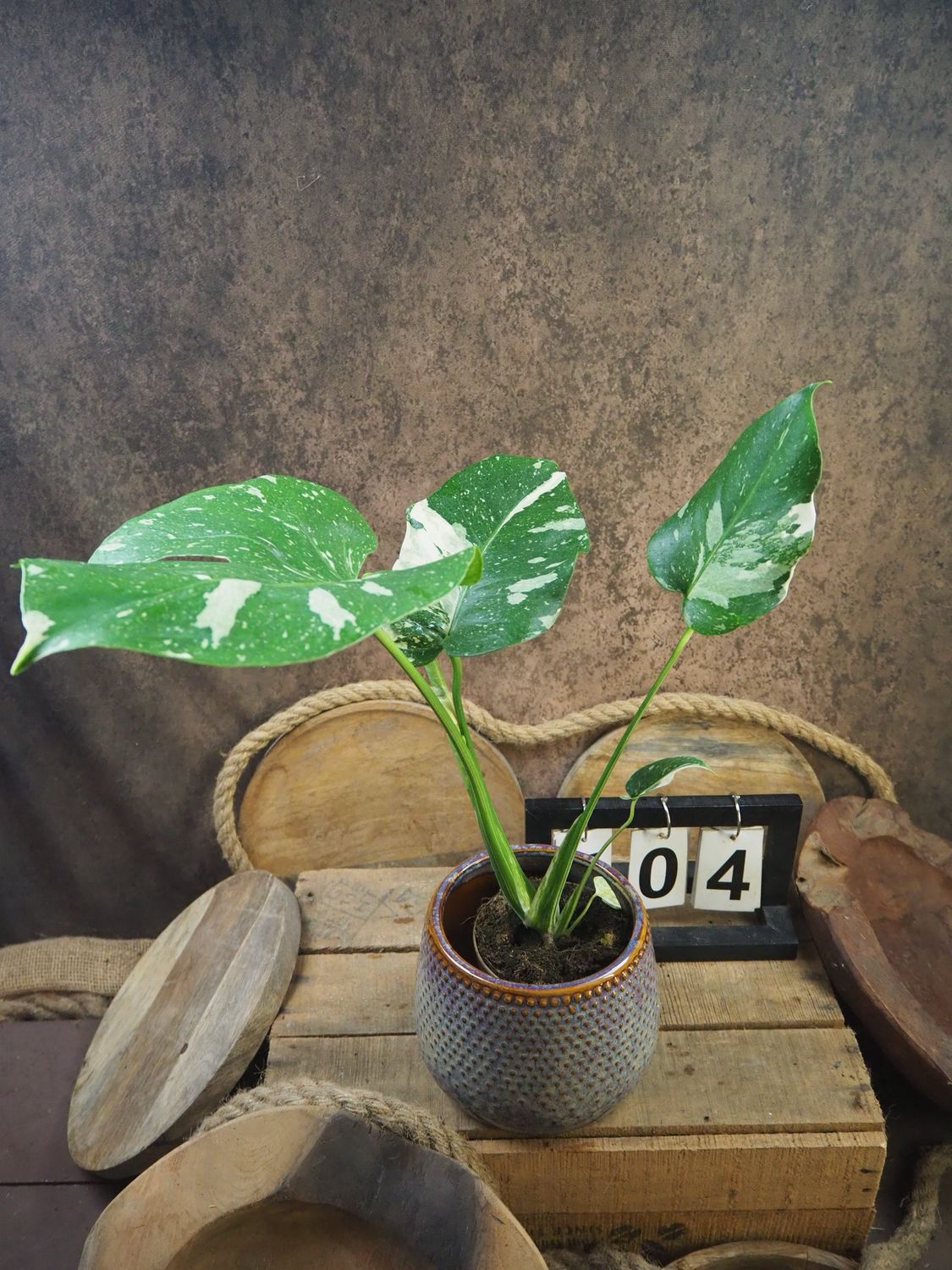Monstera Thai Constellation S #4