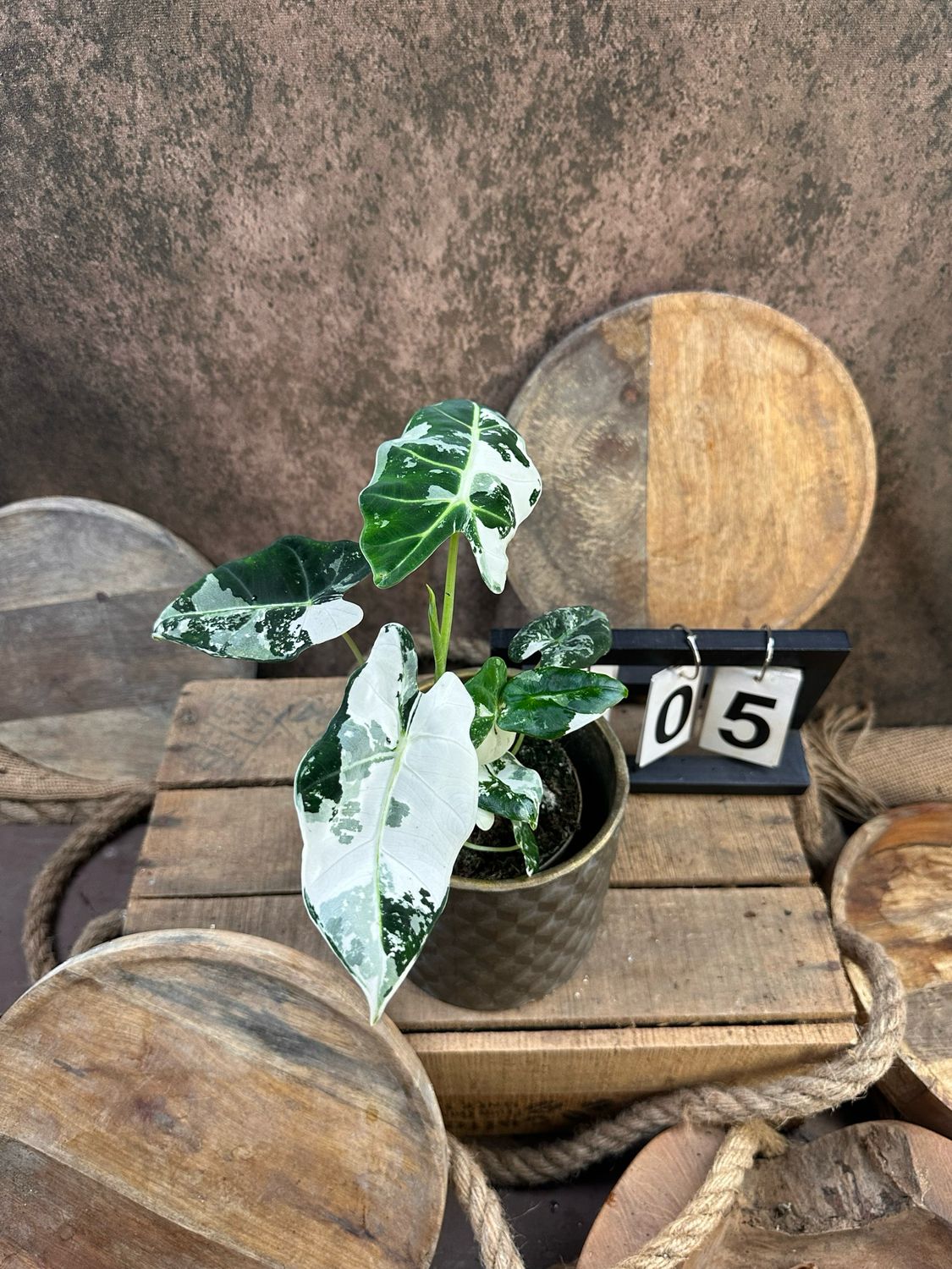 Alocasia Frydek Variegata #5