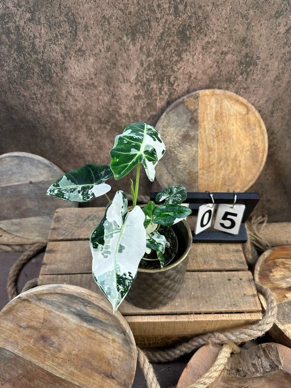 Alocasia Frydek Variegata #5