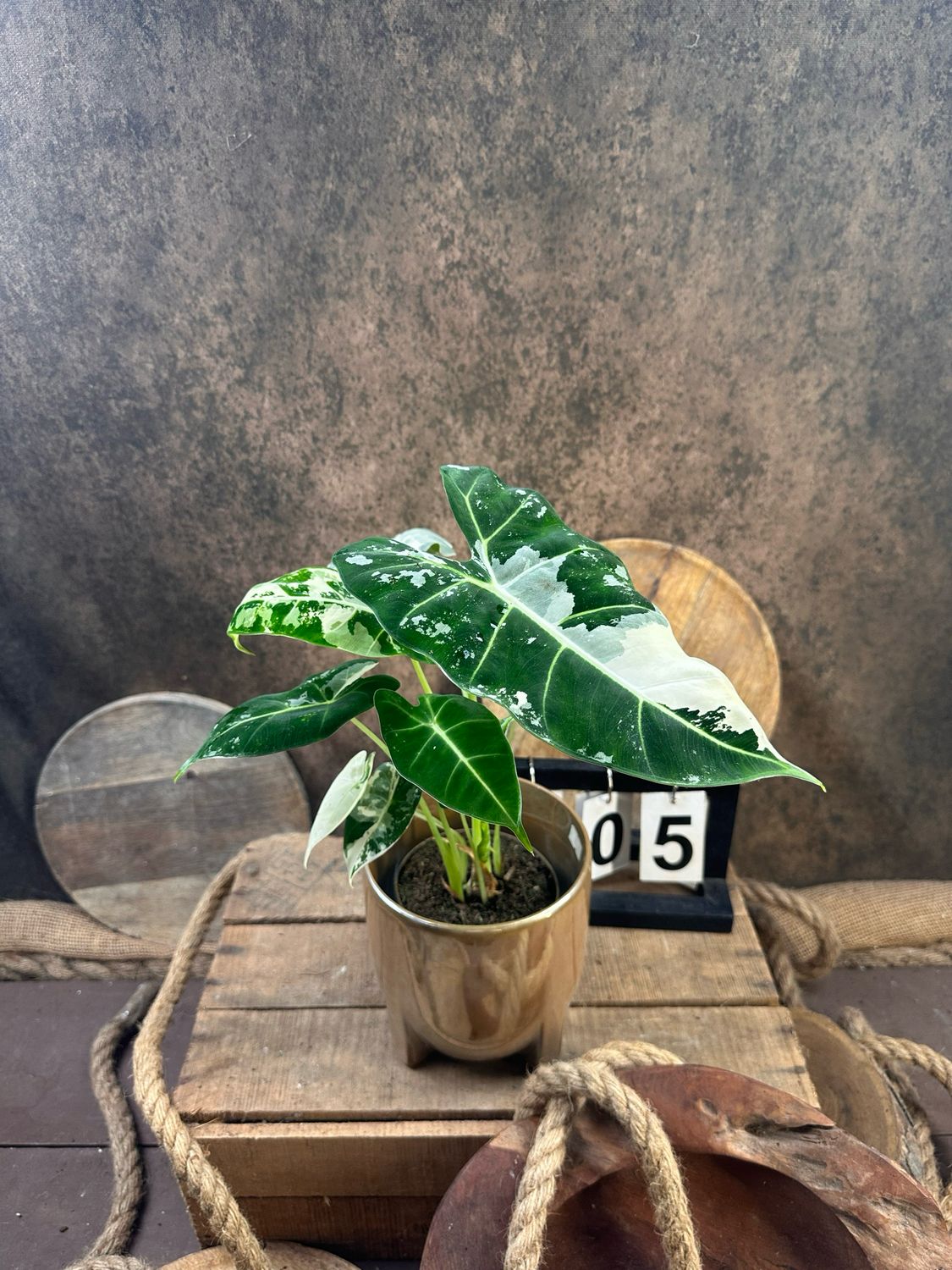 Alocasia Frydek Variegata #5 Alocasia Frydek Variegata #5