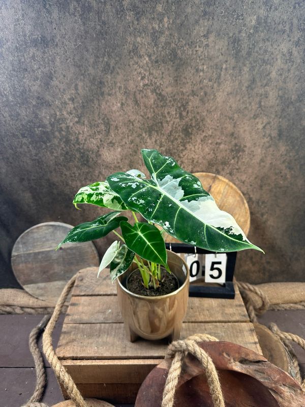 Alocasia Frydek Variegata #5 Alocasia Frydek Variegata #5