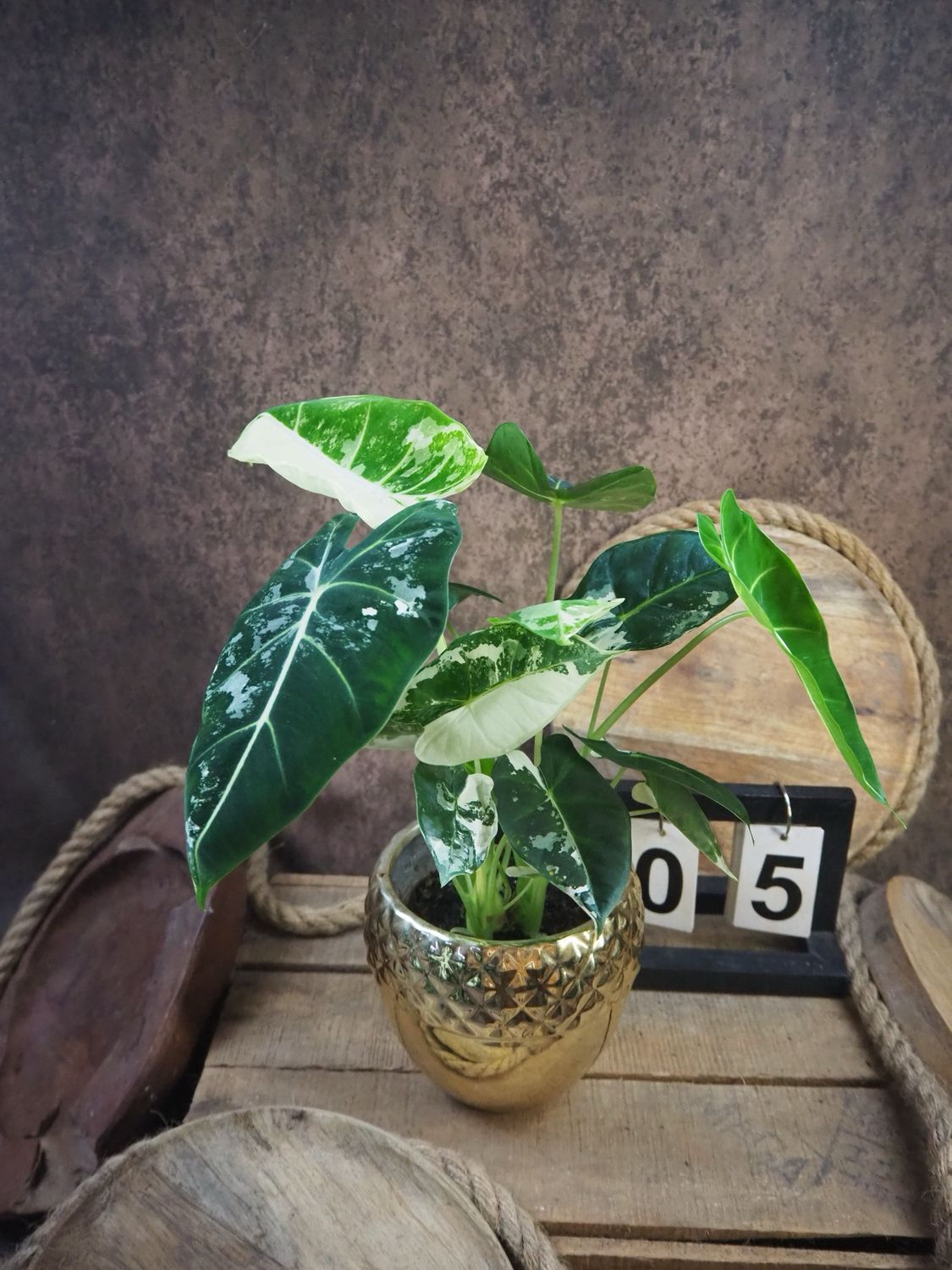 Alocasia Frydek Variegata #5 Alocasia Frydek Variegata #5