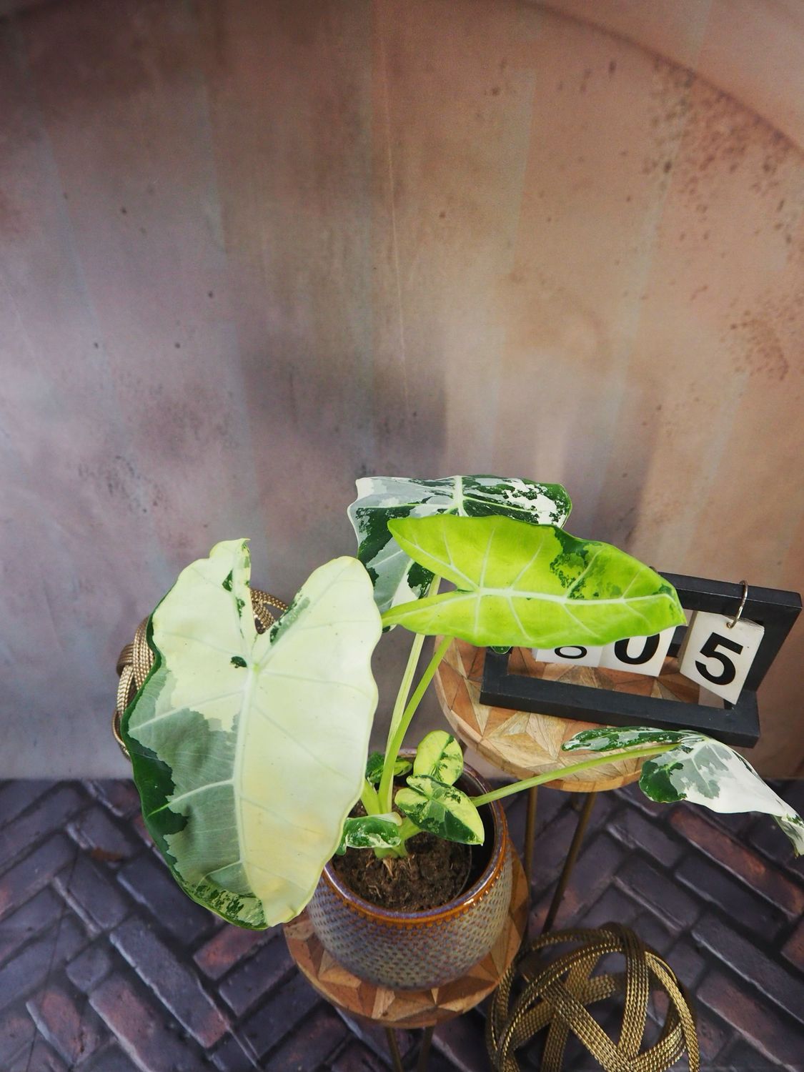 Alocasia Frydek Variegata #5 Alocasia Frydek Variegata #5