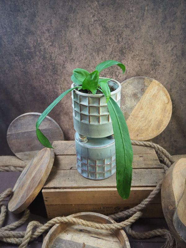 Anthurium vittarifolium Anthurium vittarifolium