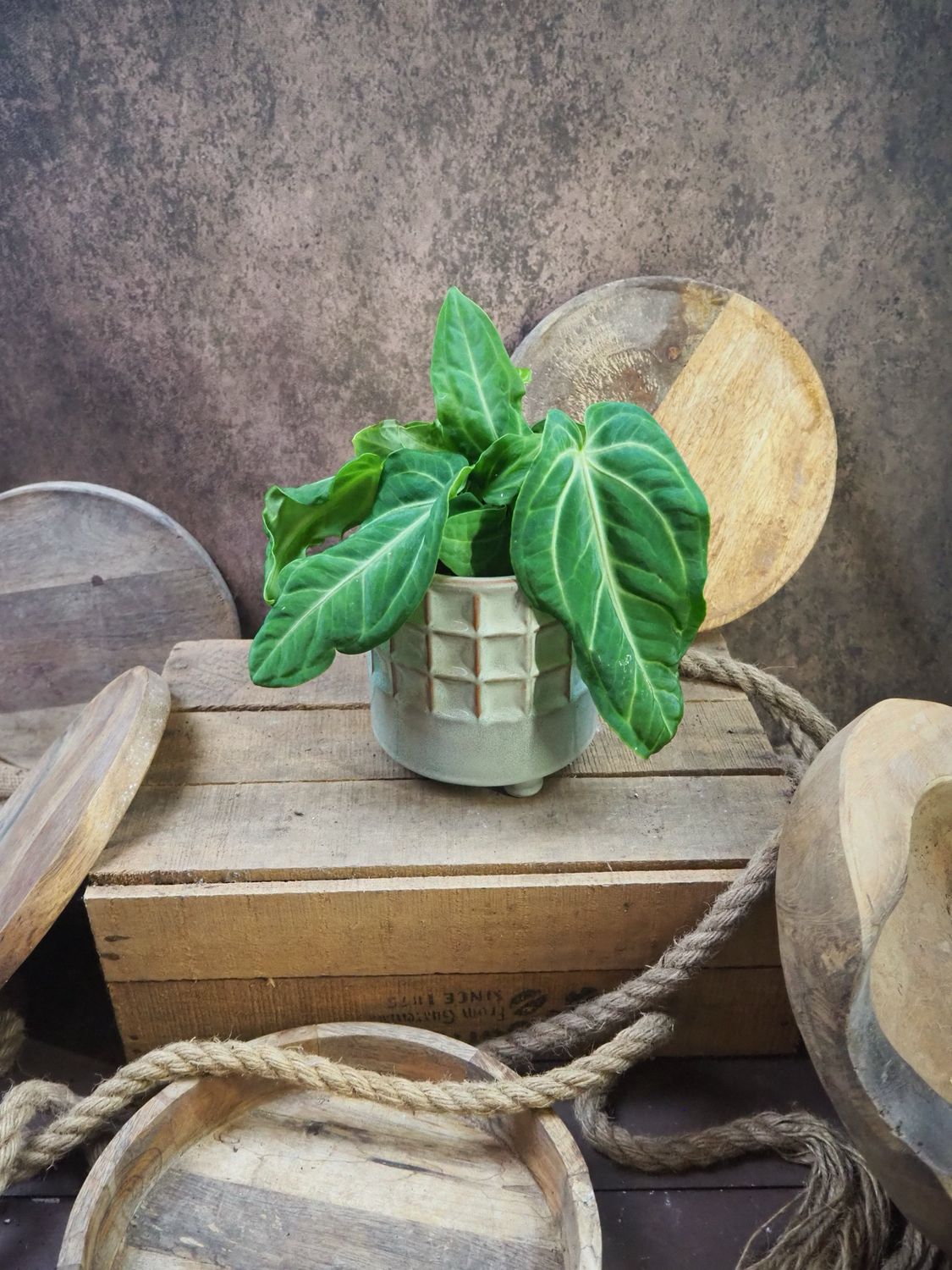 Anthurium Villenaorum