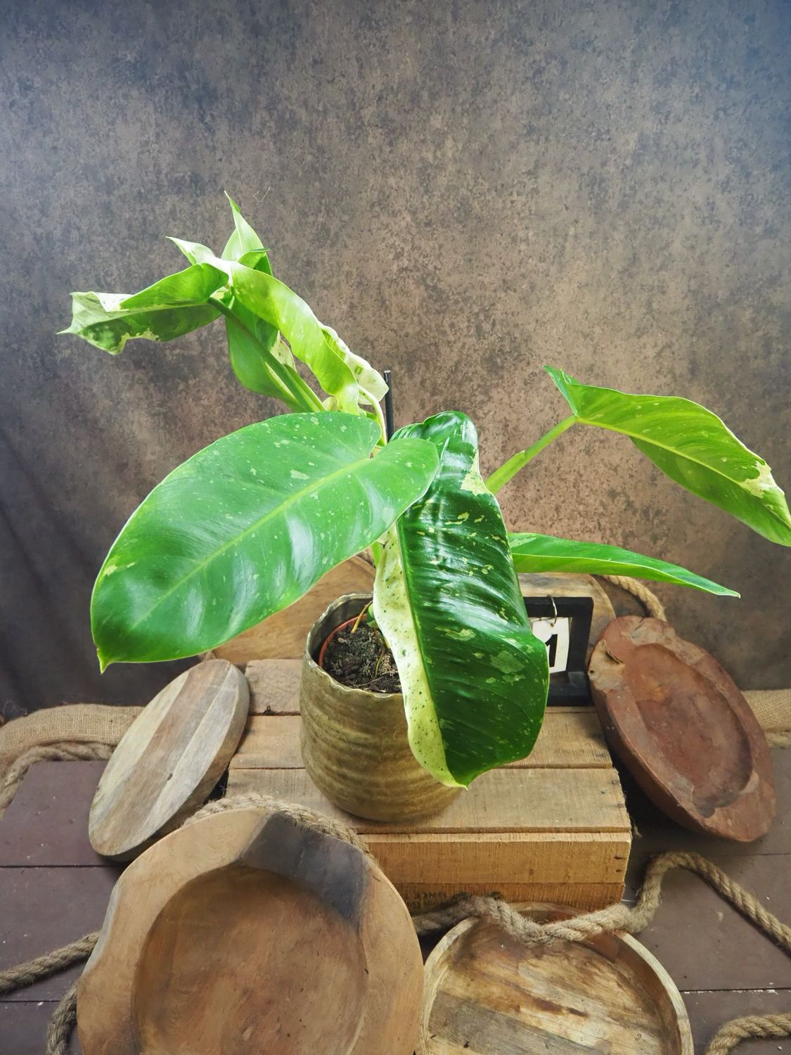 Philodendron Jose Buono #1