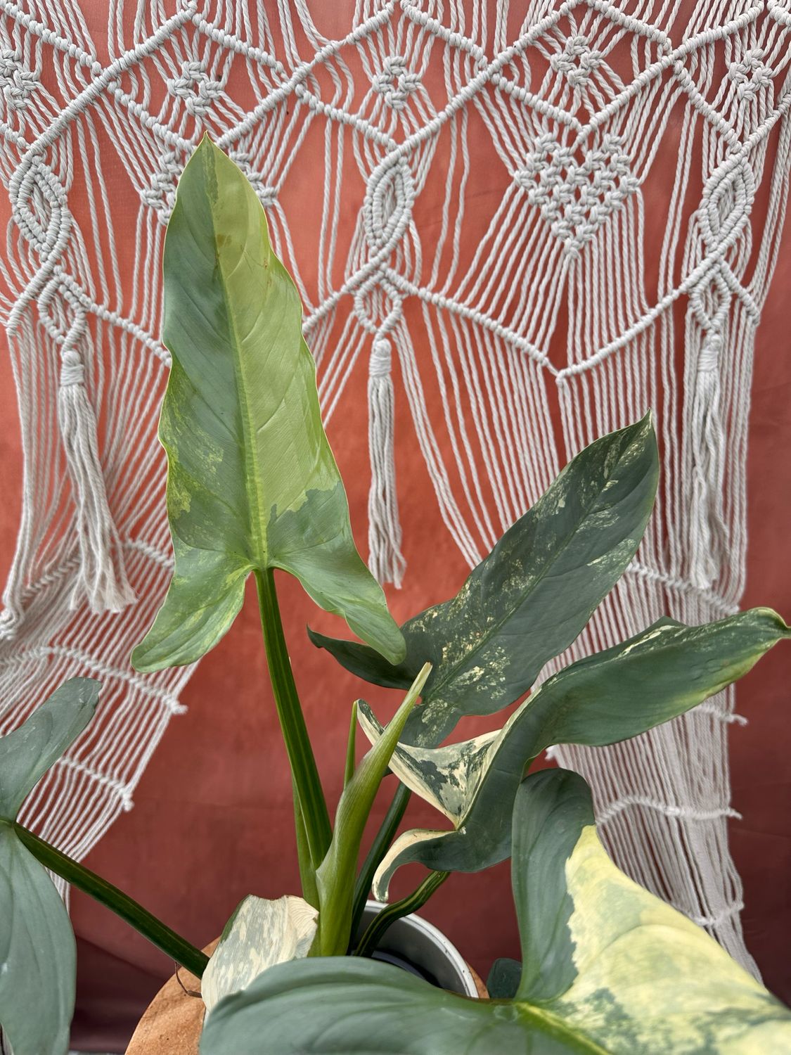 Philodendron Silver Sword Variegata #2