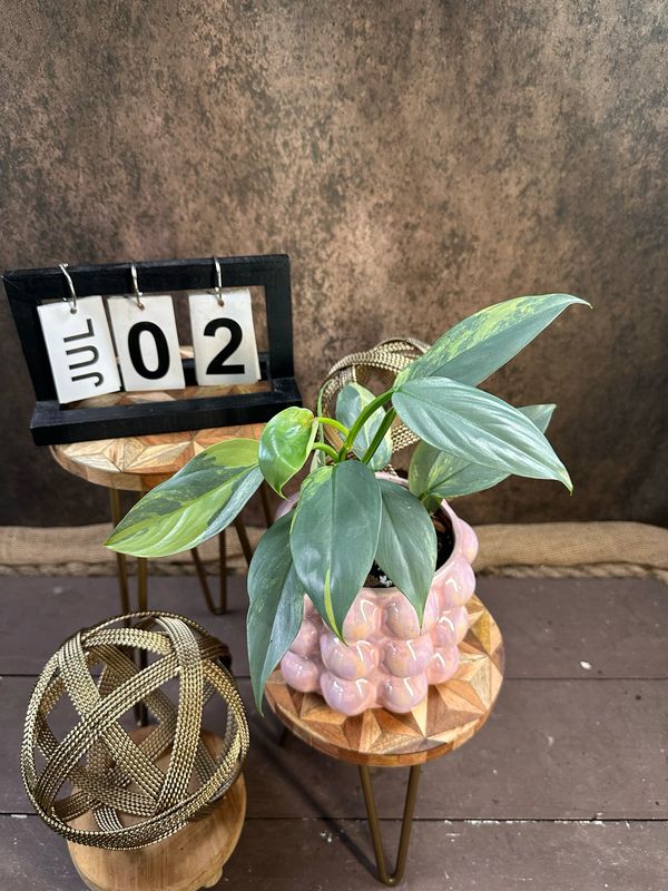 Philodendron Silver Sword Variegata #2 Philodendron Silver Sword Variegata #2