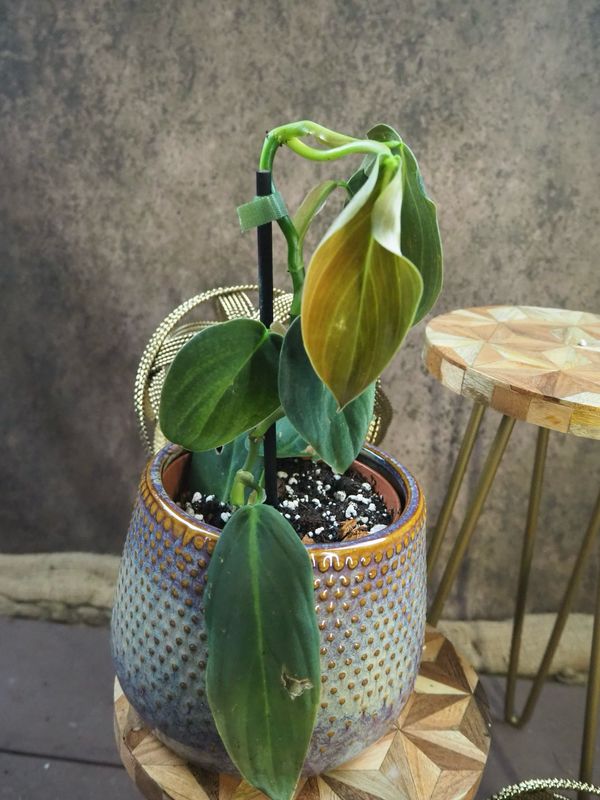 Philodendron Gigas Philodendron Gigas